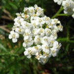 Achillea: Proprietà magiche