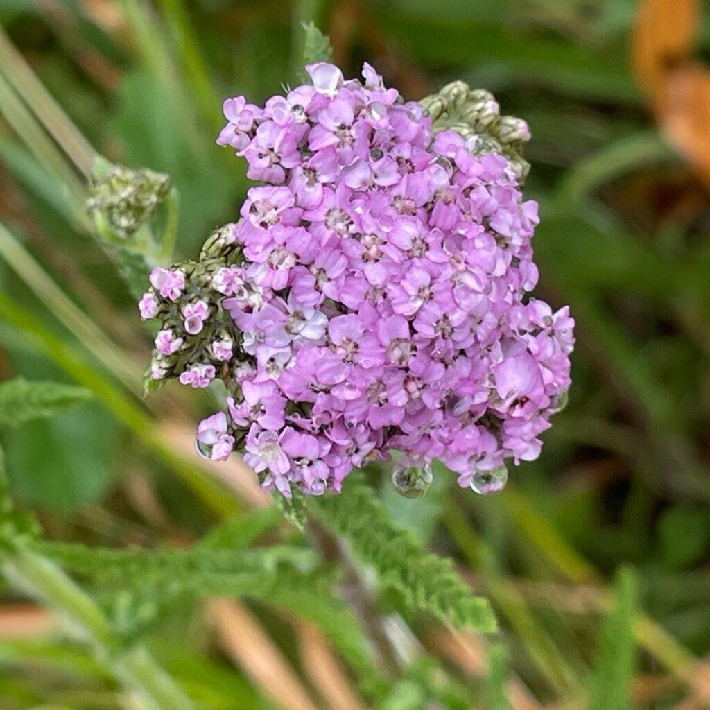 Il Magico Mondo dell’Achillea: Dalla Mitologia agli Incantesimi di Cuore