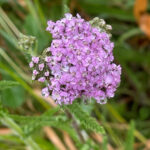 Il Magico Mondo dell’Achillea: Dalla Mitologia agli Incantesimi di Cuore