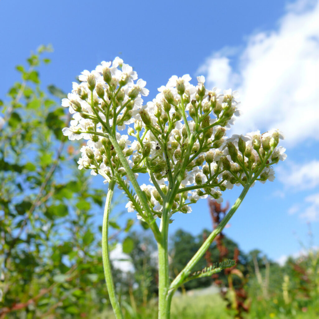 Pianta di Achillea