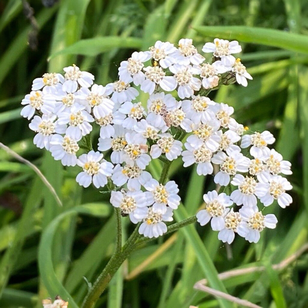 Achillea: Dalla Mitologia alla Magia Protettiva – Un Viaggio tra Leggende, Rituali e Preparazioni Erboristiche