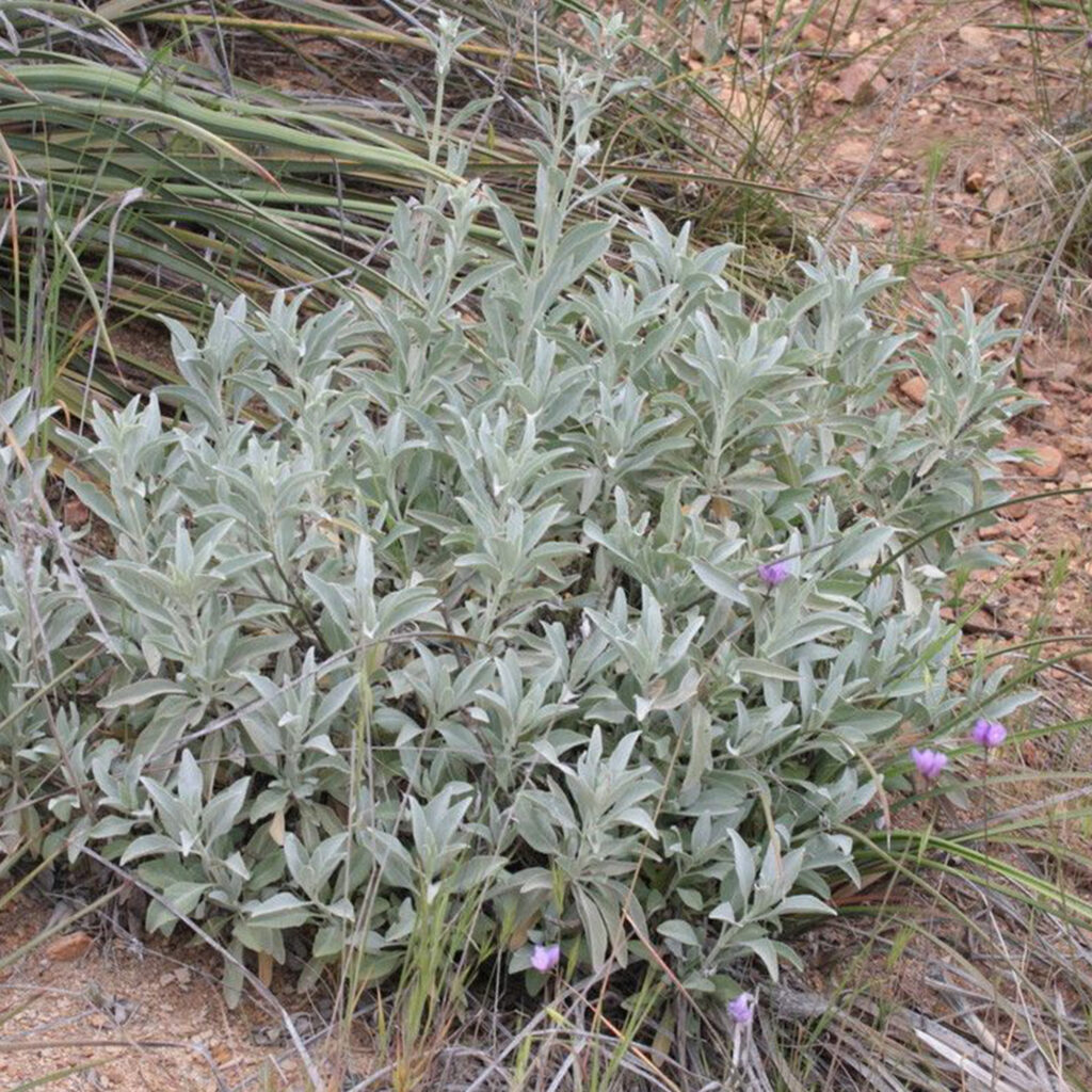 Riti per la benedizione con la salvia bianca