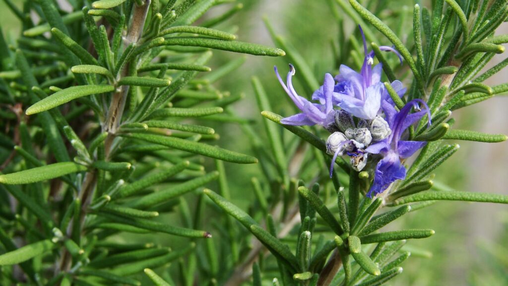 Achillea: Dalle Leggende Antiche ai Giardini delle Streghe, tra Magia e Guarigione